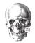 Judikins Wood Mounted Rubber Stamp - Human Skull